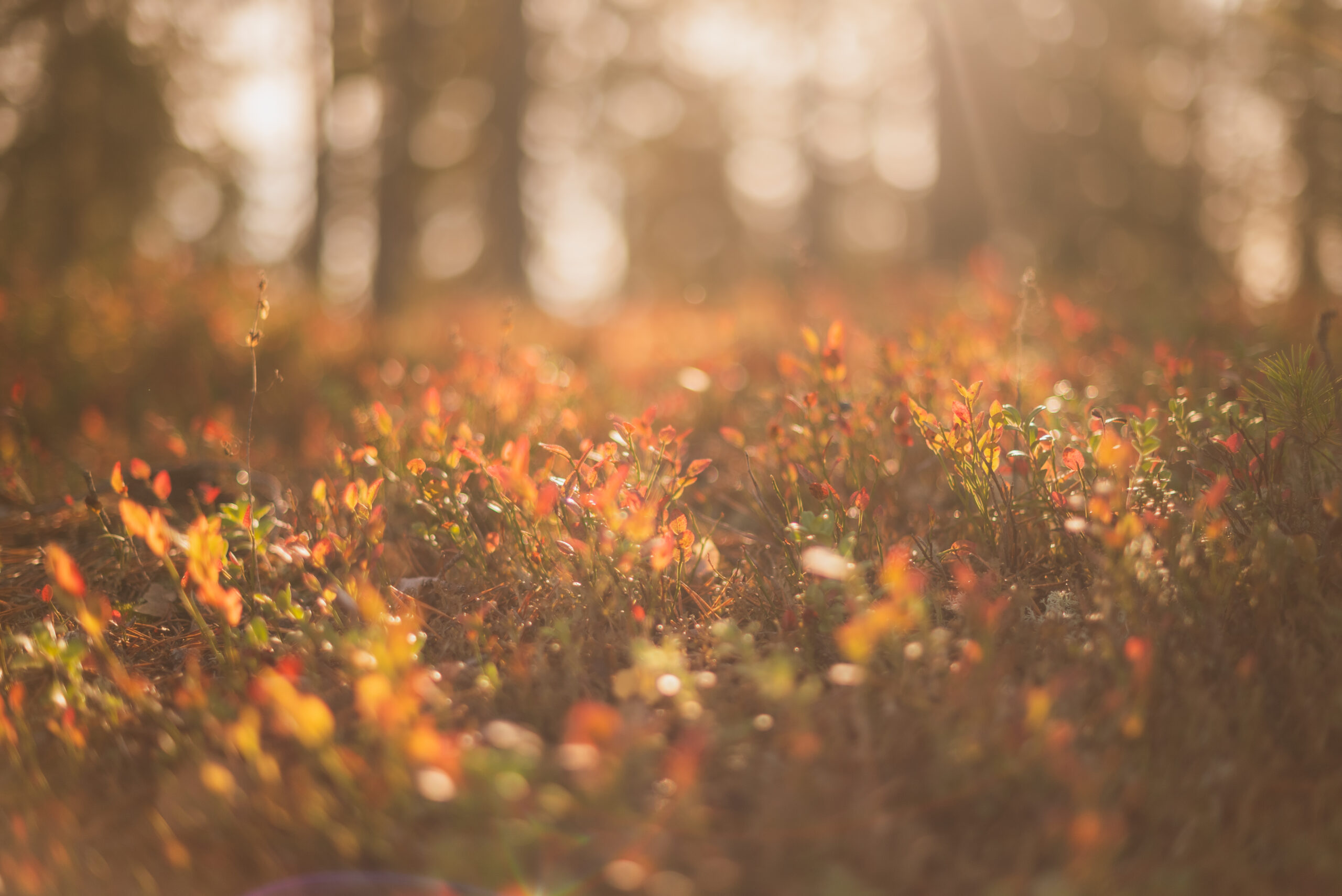 Olenko myöhässä elämässä – vai vain matkalla eri tahtiin?
